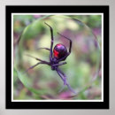 Pesquisar por viúva negra pôsteres Natureza