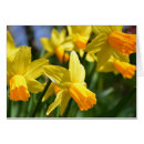 Pesquisar por daffodils fotos cartoes Primavera