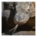 Pesquisar por dragão de komodo pôsteres Réptil
