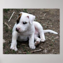 Pesquisar por terrier de pitbull pósteres pôsteres Poço