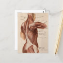 Pesquisar por anatomia do vintage cartoes postais Biologia