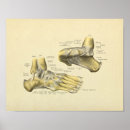 Pesquisar por pé anatomia artes pôsteres Humano