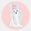 Pesquisar por cão maltês adesivos Bonito