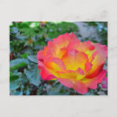 Pesquisar por rosa vermelha bonita cartoes postais Vermelho