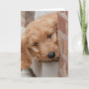 Pesquisar por cute puppy cartoes Goldendoodle