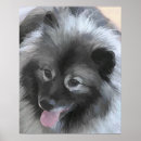 Pesquisar por spitz pôsteres Keeshond