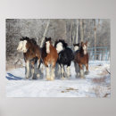 Pesquisar por cavalo clydesdale artes pôsteres Clydesdales