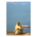 Pesquisar por macacos kodak Animal