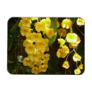 Pesquisar por orquídeas amarelas imas Natureza