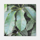 Pesquisar por guarda chuva imas Natureza