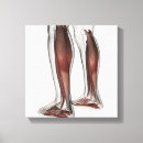 Pesquisar por anatomia humana impressão de canvas Humano
