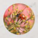 Pesquisar por ladybird convites Jardim