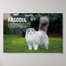 Pesquisar por ragdoll pósteres pôsteres Animal de estimação