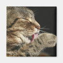 Pesquisar por paw imas Animal