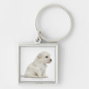 Pesquisar por chien acessorios Animal