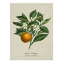 Pesquisar por ilustração botânica antiga pôsteres Natureza