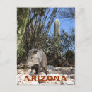Pesquisar por porco cartoes postais Arizona