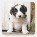 Pesquisar por collie adesivos Animal