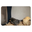 Pesquisar por pintinhos imas Animal