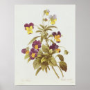 Pesquisar por viola pôsteres Pansies