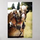 Pesquisar por cavalo belga pôsteres Equipe