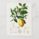 Pesquisar por fruta cartoes postais limão