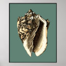 Pesquisar por shells pósteres pôsteres Oceano