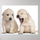 Pesquisar por animais domésticos pôsteres Recuperador de ouros