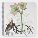 Pesquisar por árvore fruta adesivos Botânica