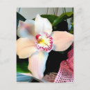 Pesquisar por orquídeas cartoes postais Exótico