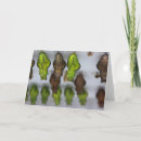 Pesquisar por ciclo de vida cartoes Borboleta