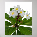 Pesquisar por plumeria pôsteres Hawaii