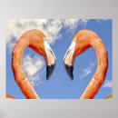 Pesquisar por amor flamingo pôsteres Natureza