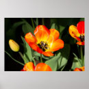 Pesquisar por desenho tulipa pósteres pôsteres Natureza