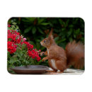 Pesquisar por vegetação imas Moderno