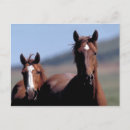Pesquisar por mustang selvagem cartoes postais Liberdade