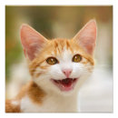 Pesquisar por gato do divertimento Animal