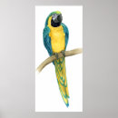 Pesquisar por macaw Arara