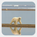 Pesquisar por urso branco adesivos Animal