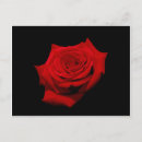 Pesquisar por vermelho e preto cartoes postais Flores