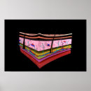 Pesquisar por pele humana pôsteres Medicina