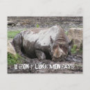 Pesquisar por rhino cartoes postais Africano