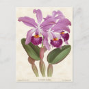 Pesquisar por orquídea do cattleya cartoes postais Floral