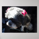 Pesquisar por shih tzu pôsteres Cães