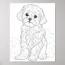 Pesquisar por maltês pôsteres Cão