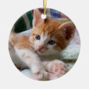 Pesquisar por gato alaranjado e branco Gatinho
