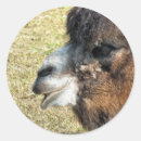 Pesquisar por do camelo adesivos Animais