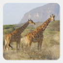 Pesquisar por quênia adesivos Olhando para a câmera