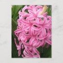 Pesquisar por hyacinthe cartoes postais Rosa