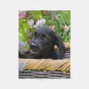 Pesquisar por labrador retriever mantas Fofo